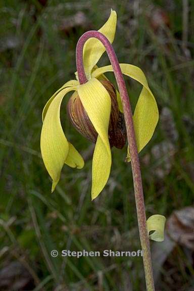 darlingtonia californica 10 graphic